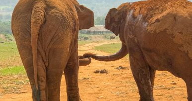 Elefanti Thailandia
